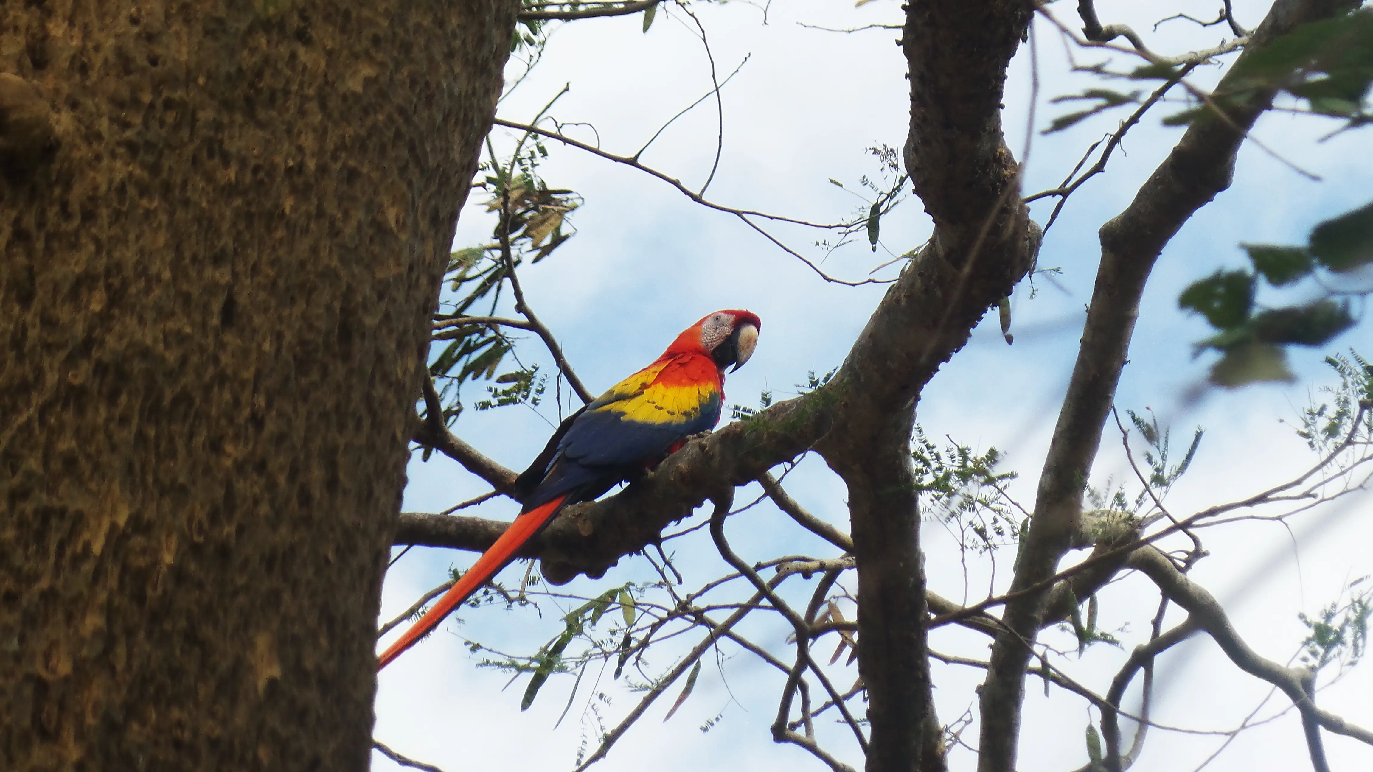 Scarlet macaw in Costa Rica