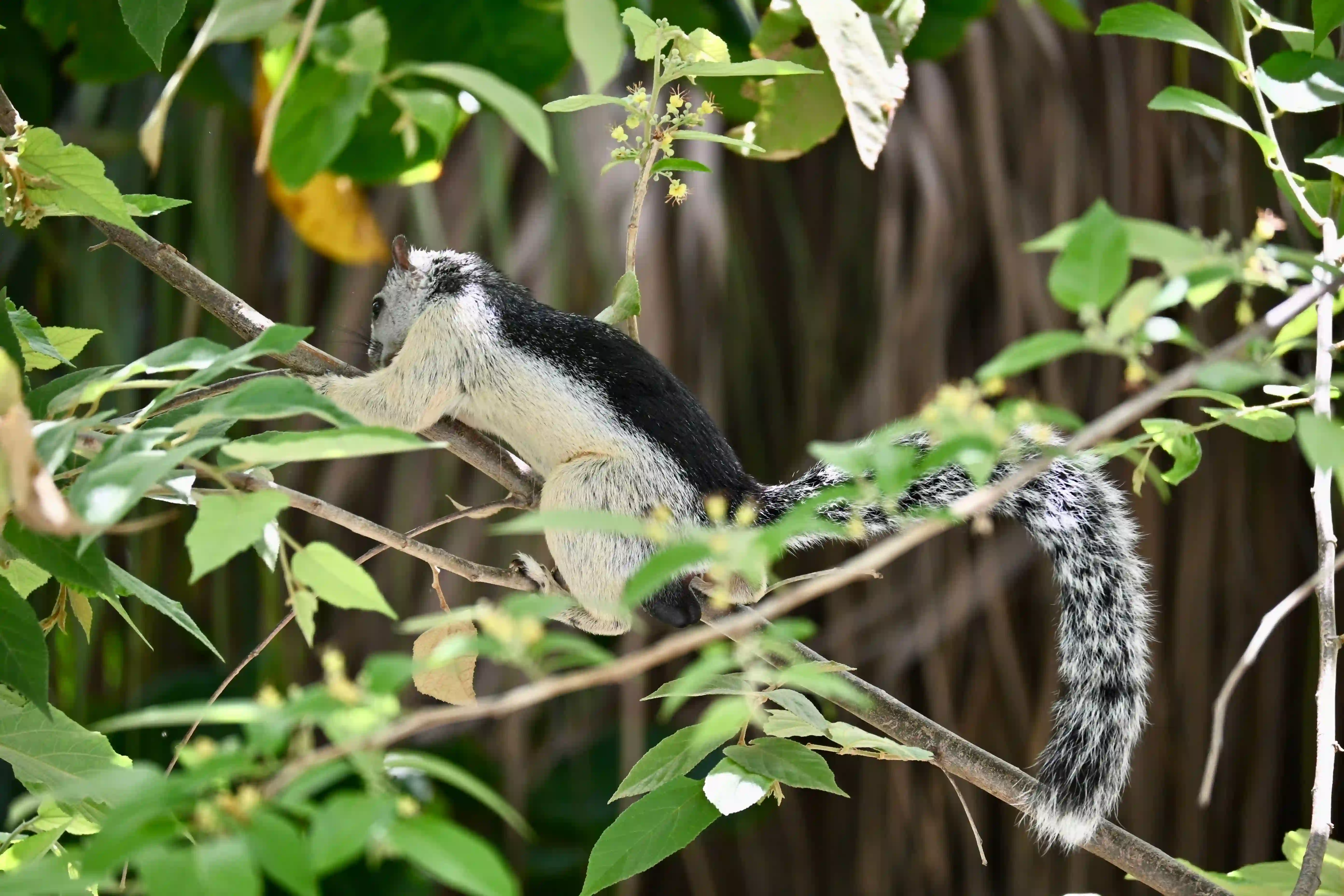Squirrel spotted during a tour in Costa Rica