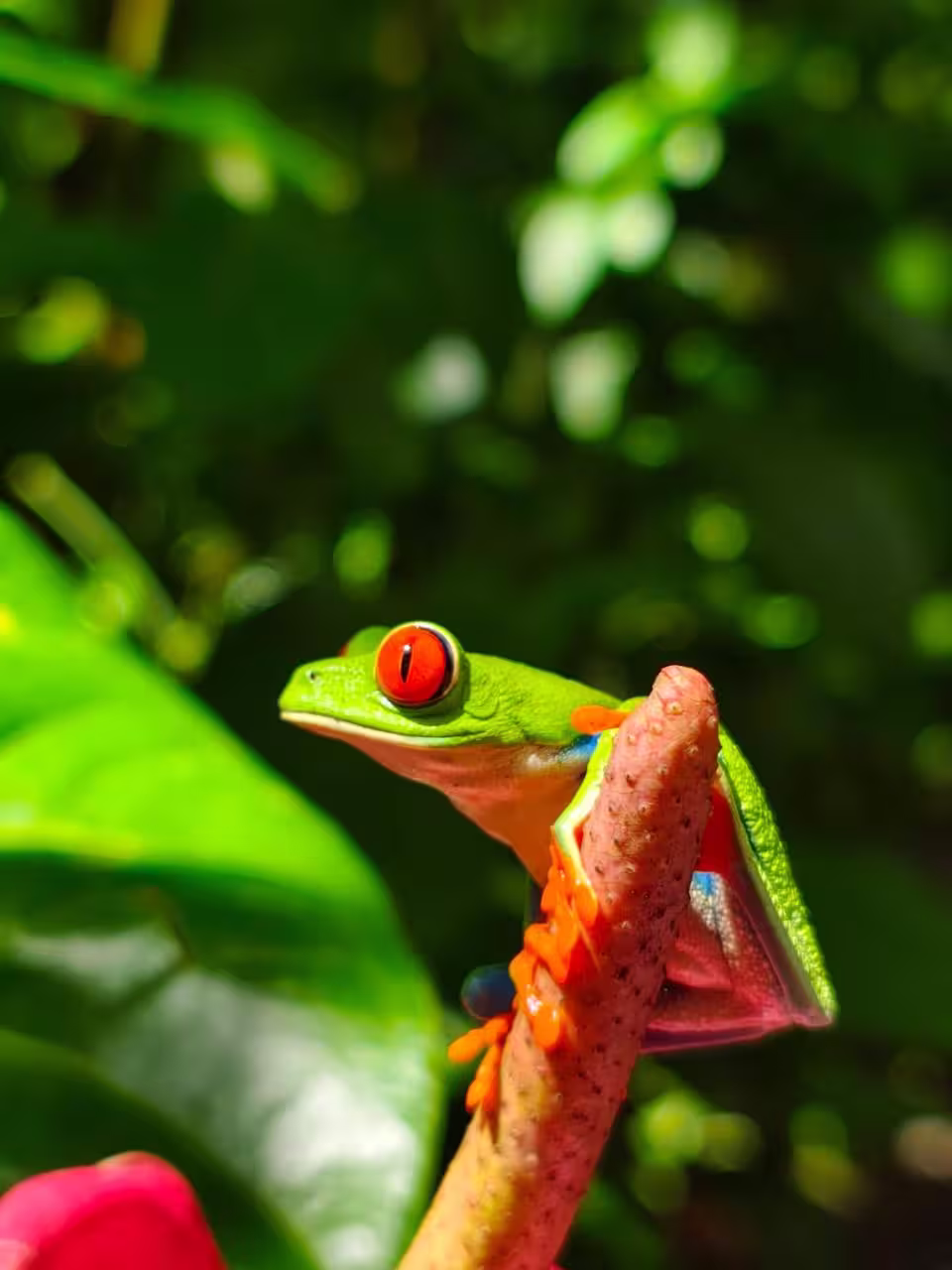 Red-eyed tree frog in the Costa Rican rainforest