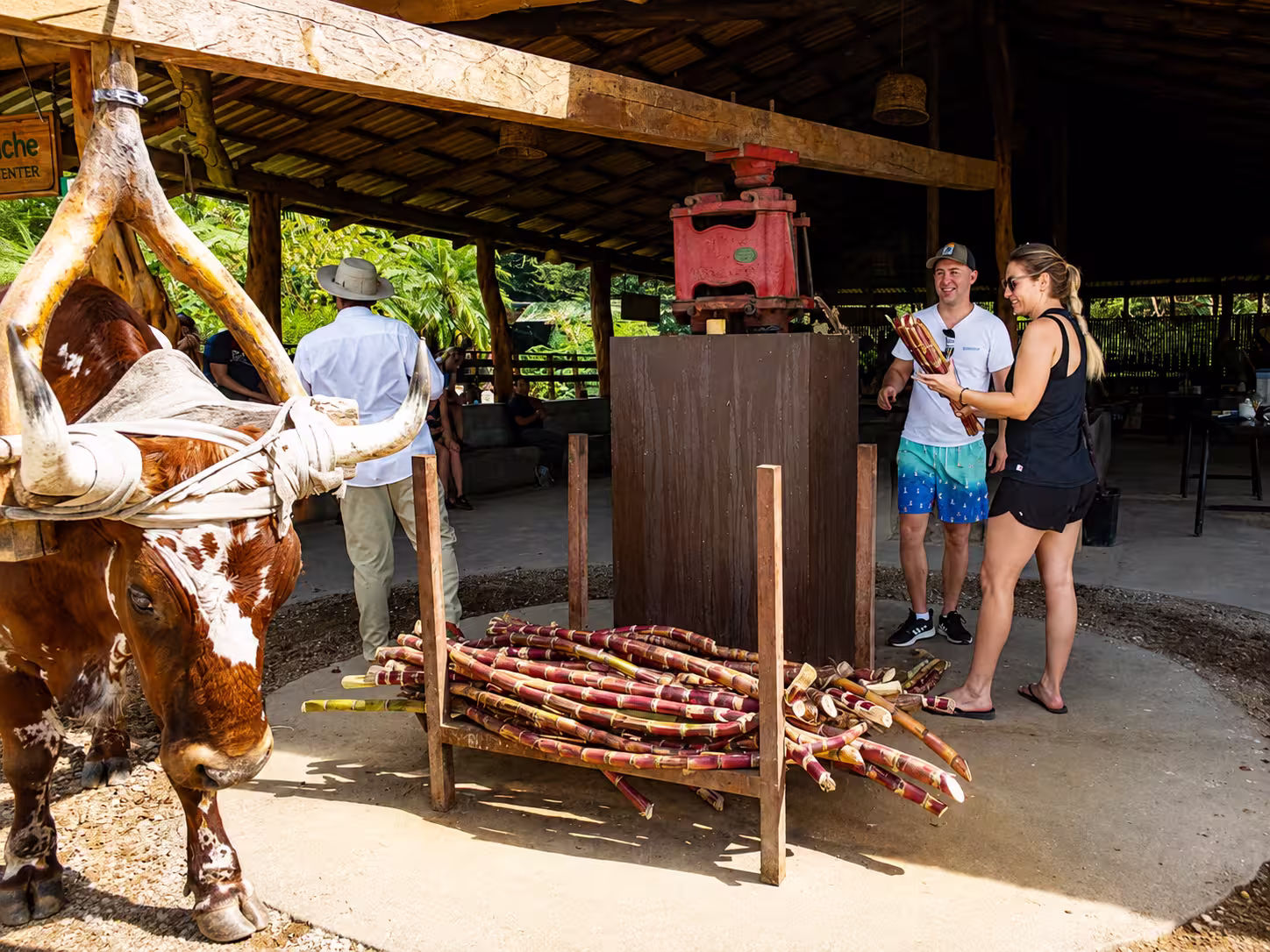 Travelers experiencing traditional sugar cane processing in Costa Rica