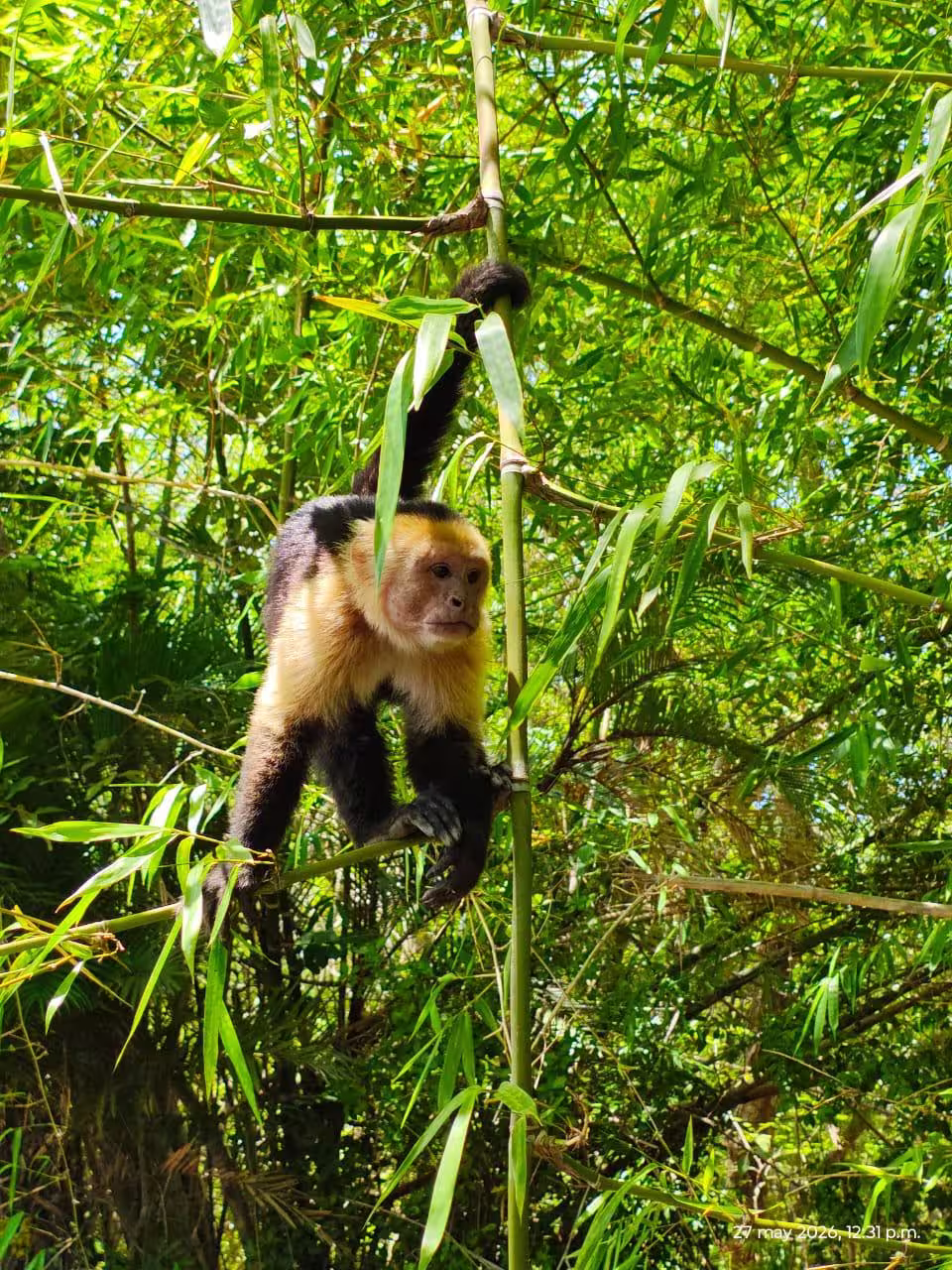 White-faced capuchin monkey in the Costa Rican rainforest