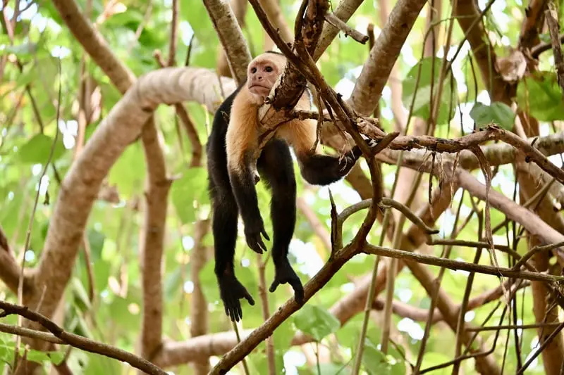 White-faced monkey