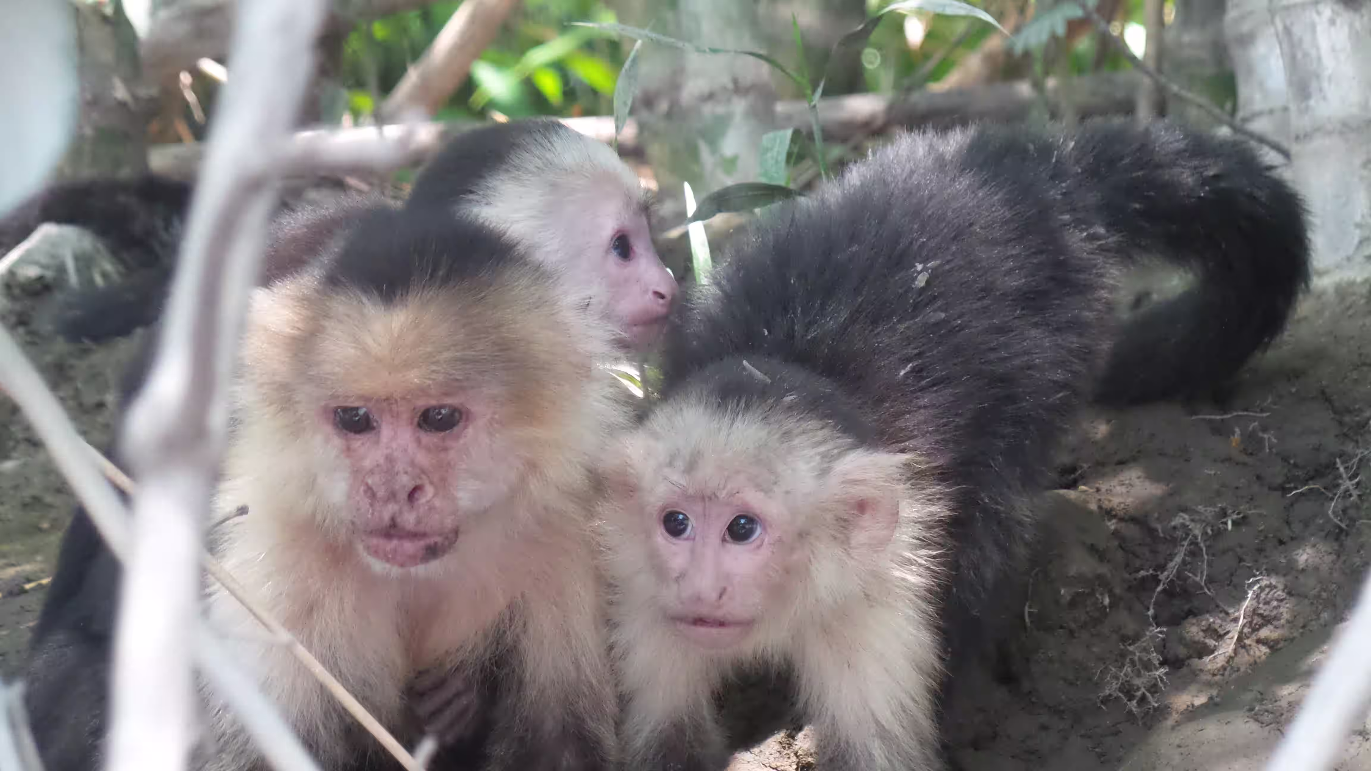 Monkeys in the trees