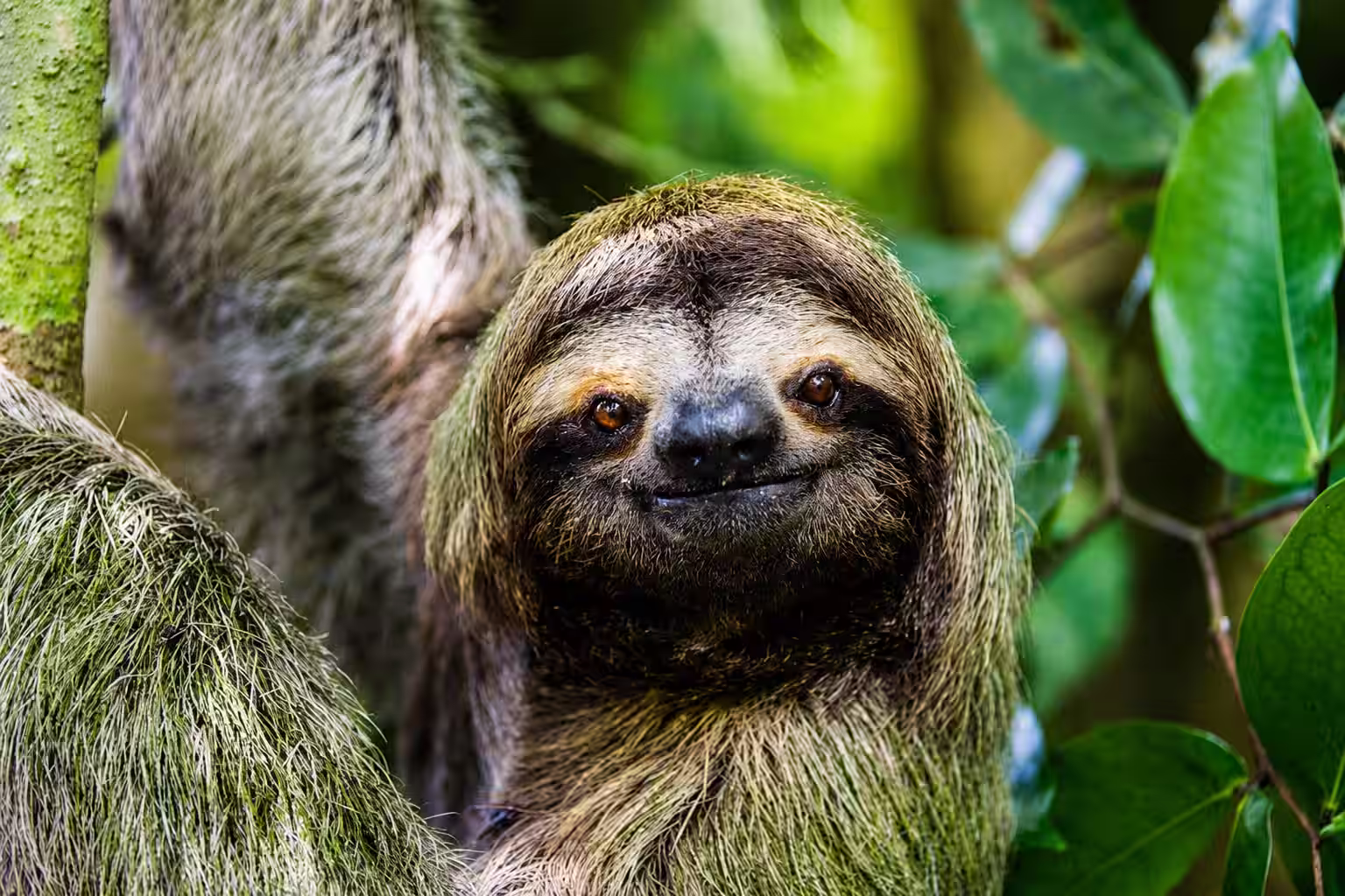 Bijagua Chocolate & Sloth Rainforest Tour