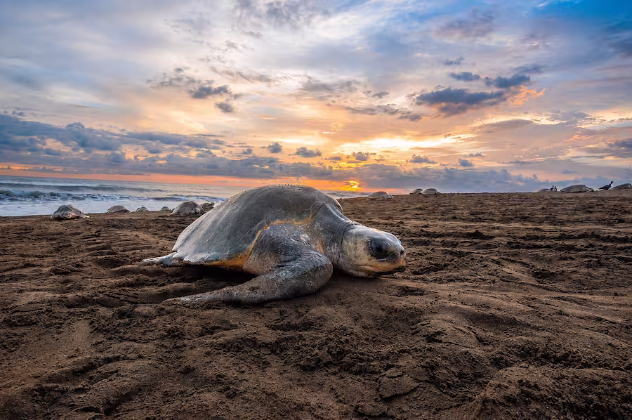Ostional Turtle Nesting Experience